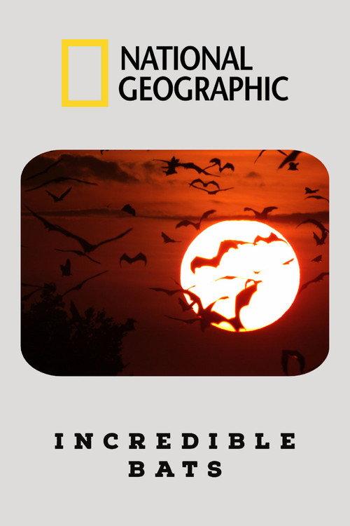 Incredible Bats 2019 official movie poster