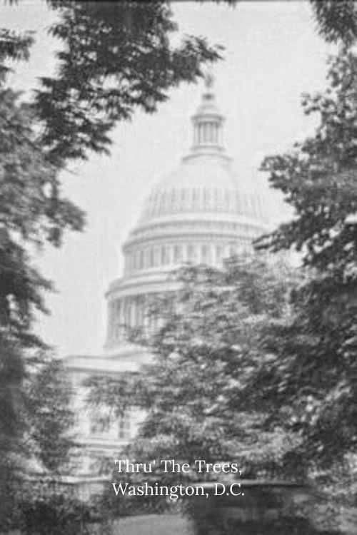 Thru' The Trees, Washington, D.C. 1923 official movie poster