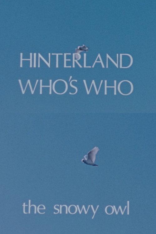 Hinterland Who's Who: The Snowy Owl 1973 official movie poster