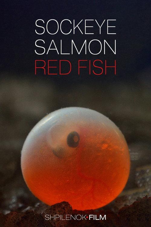 Sockeye Salmon. Red Fish 2020 official movie poster