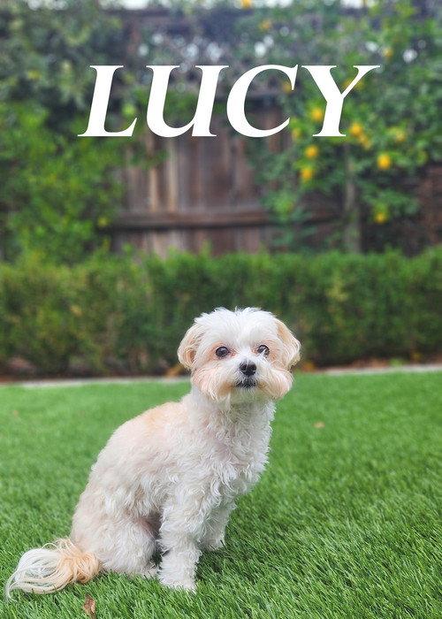 Lucy 2024 official movie poster