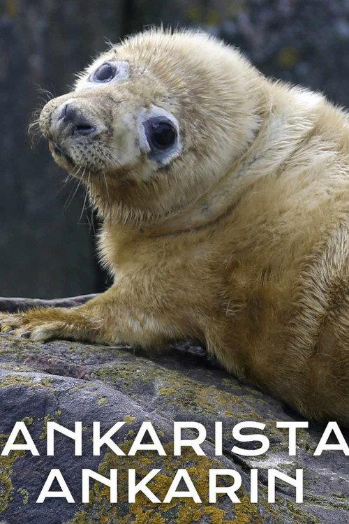 Ankarista ankarin 2024 official movie poster