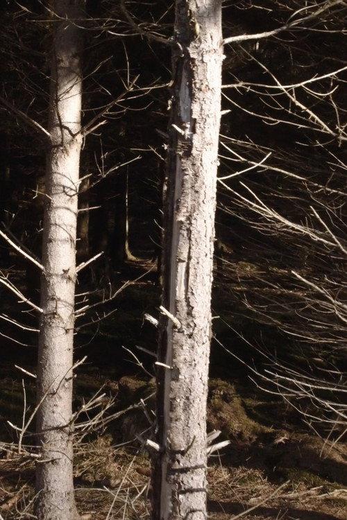 Recreational Forest 2020 official movie poster