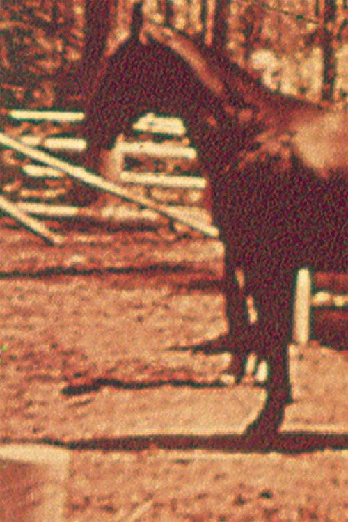 Eleven Different Horses 1970 official movie poster