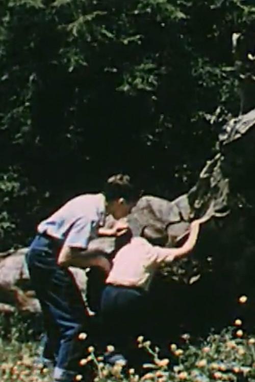 Life On a Dead Tree 1957 official movie poster