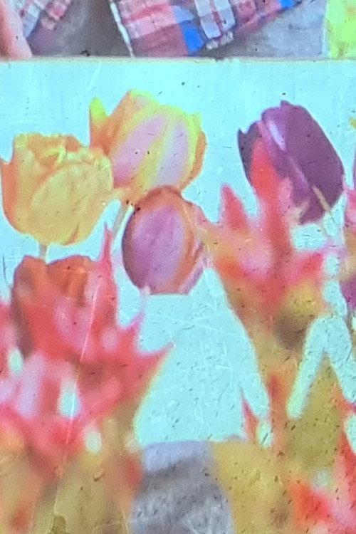 jolies fleurs une vie meilleure 2024 official movie poster