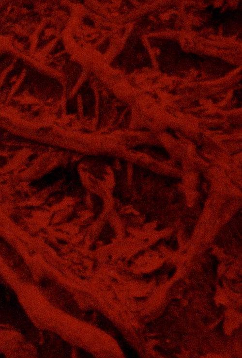 Language of the Entrails 2025 official movie poster