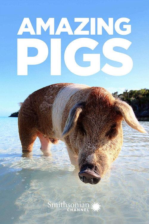 Amazing Pigs 2018 official movie poster