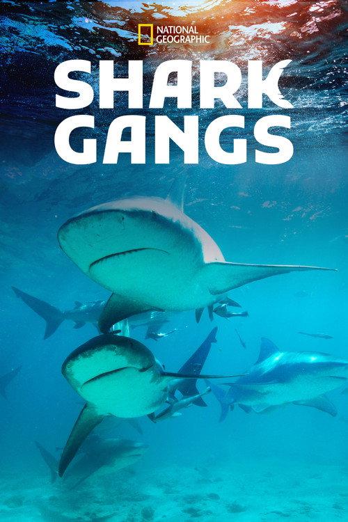 Shark Gangs 2021 official movie poster
