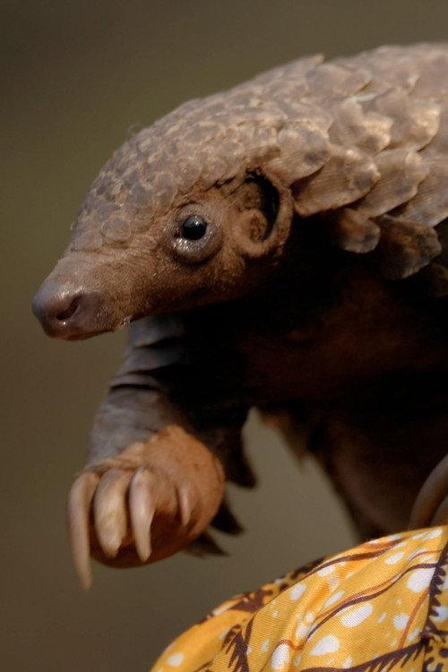 Wild Hope: Pangolin Protectors 2025 official movie poster