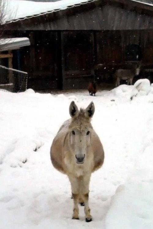 Esel mit Schnee 2011 official movie poster