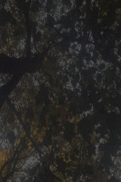 Not as Old as the Trees 2014 official movie poster