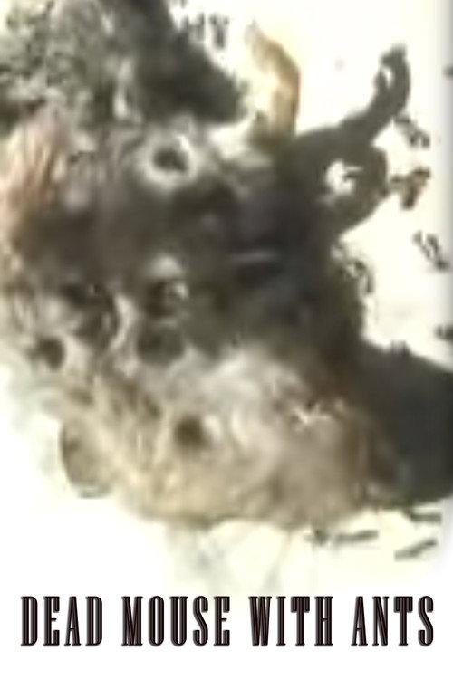 Dead Mouse with Ants 2002 official movie poster