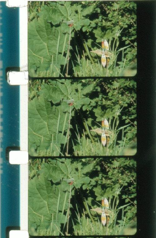 Jardin du marais 2010 official movie poster