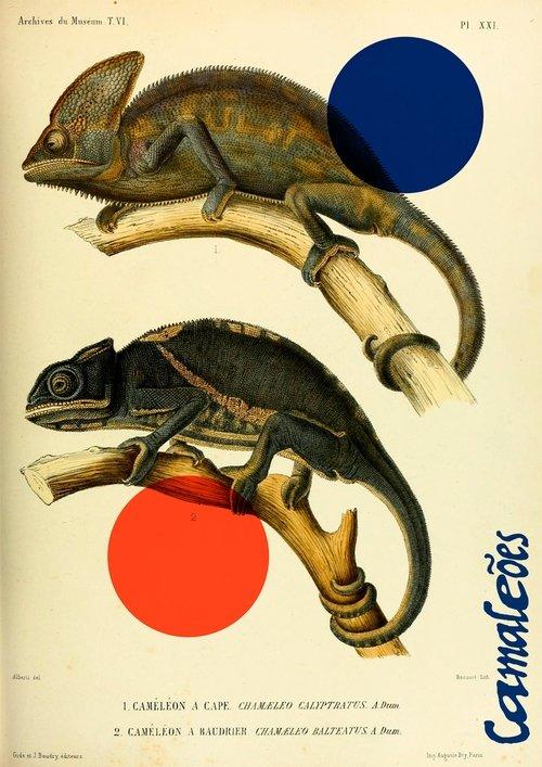 Chameleons 2022 official movie poster