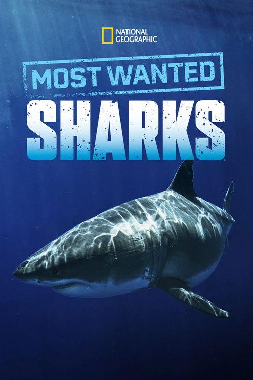 Most Wanted Sharks 2020 official movie poster