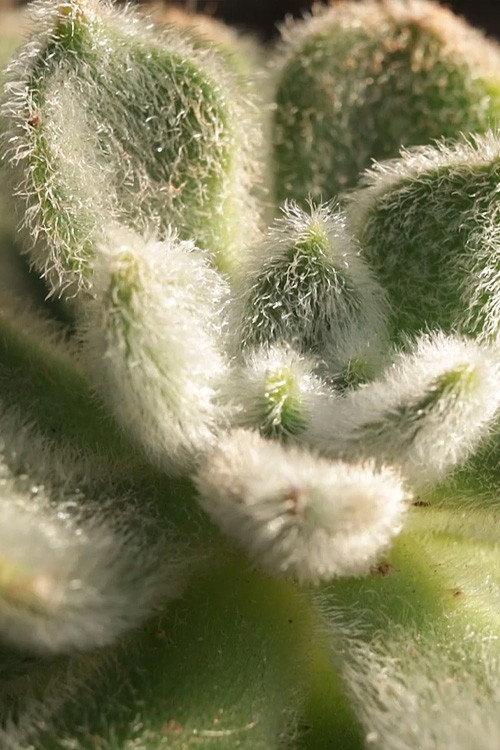Cactus Touch 2023 official movie poster