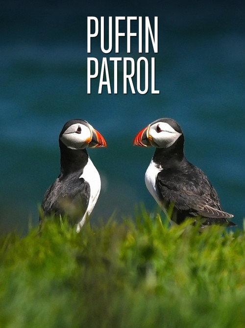 Puffin Patrol 2015 official movie poster