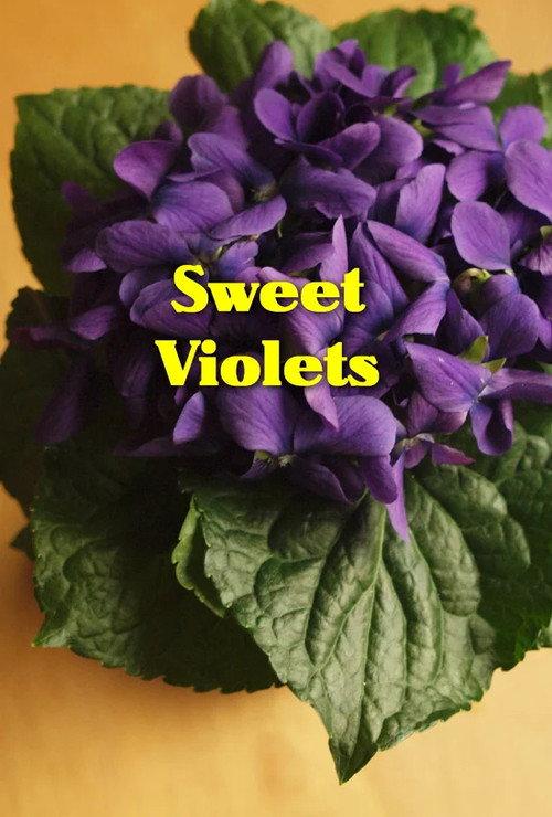 Sweet Violets 2012 official movie poster