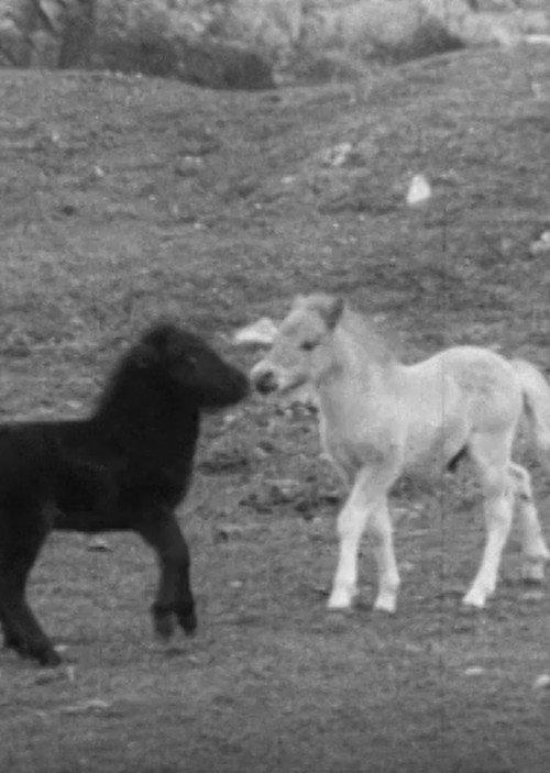 SHETLAND PONY 1969 official movie poster