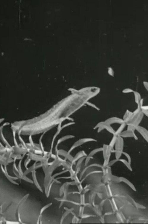 The Life Cycle of the Newt 1942 official movie poster