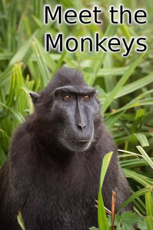 Meet the Monkeys 2013 official movie poster