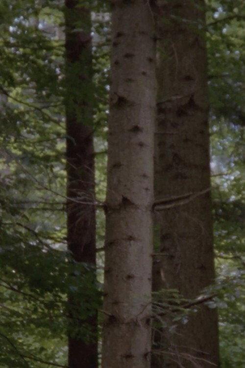 The Forest 2005 official movie poster