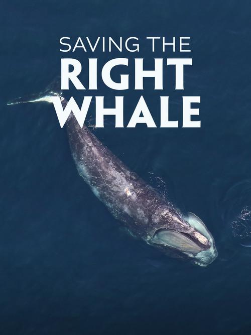 Saving the Right Whale 2023 official movie poster