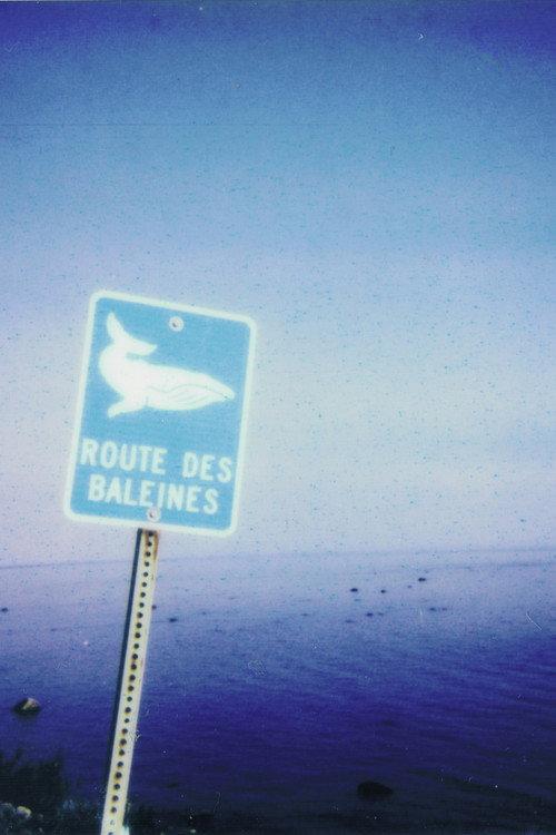 La route des baleines  official movie poster