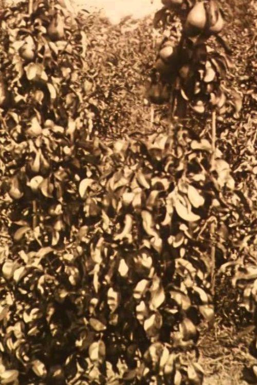 Fruit Harvest in the Netherlands 1917 official movie poster