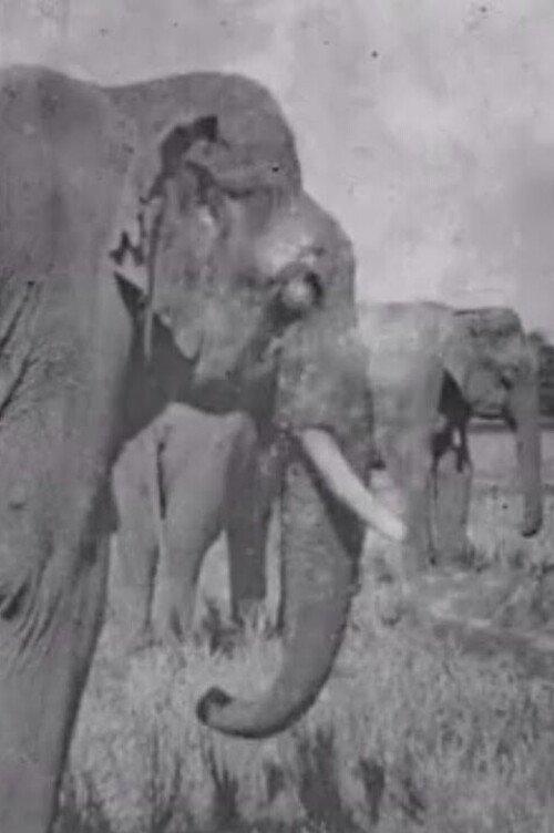 Land of the Elephants 1909 official movie poster