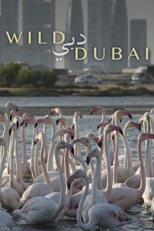 Wild Dubai  official movie poster