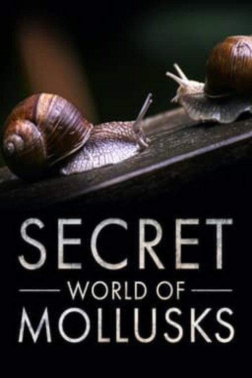 Secret World of Mollusks 2021 official movie poster