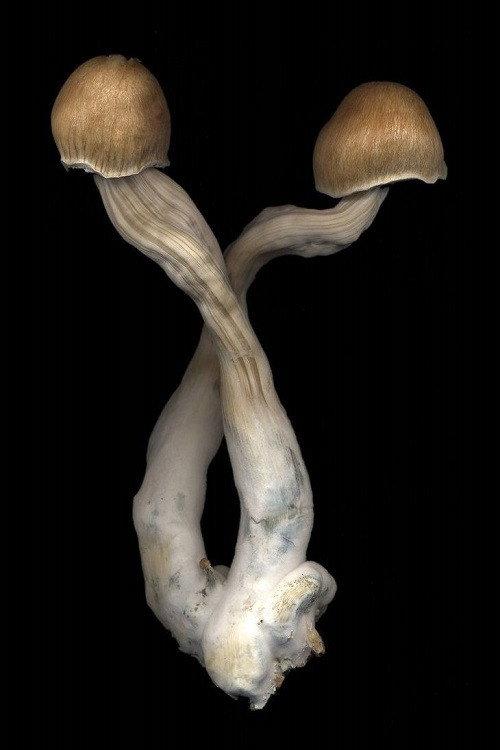 The Mushroom Archive 2022 official movie poster
