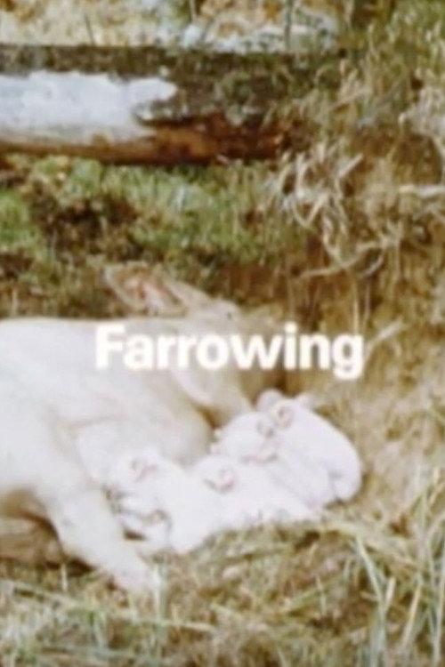 Behavior Of Domestic-Pigs In A Semi-Natural Pig-Park 1989 official movie poster
