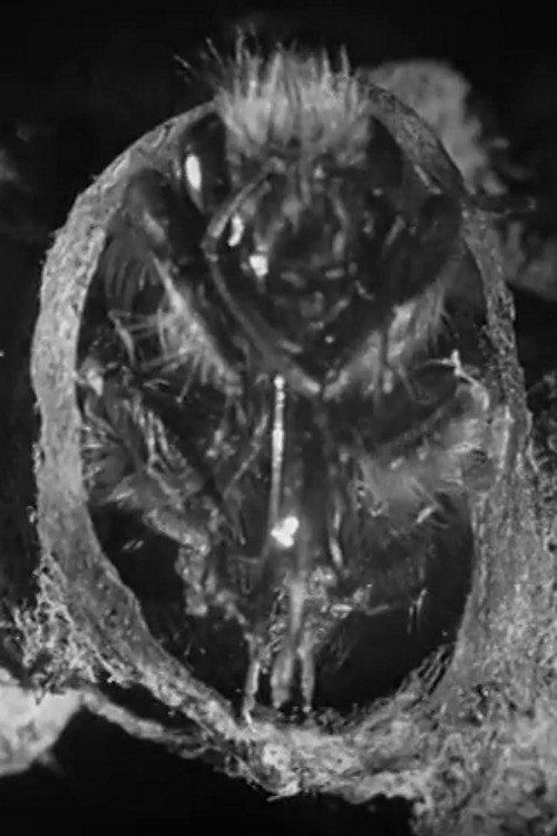 Busy Bees 1926 official movie poster