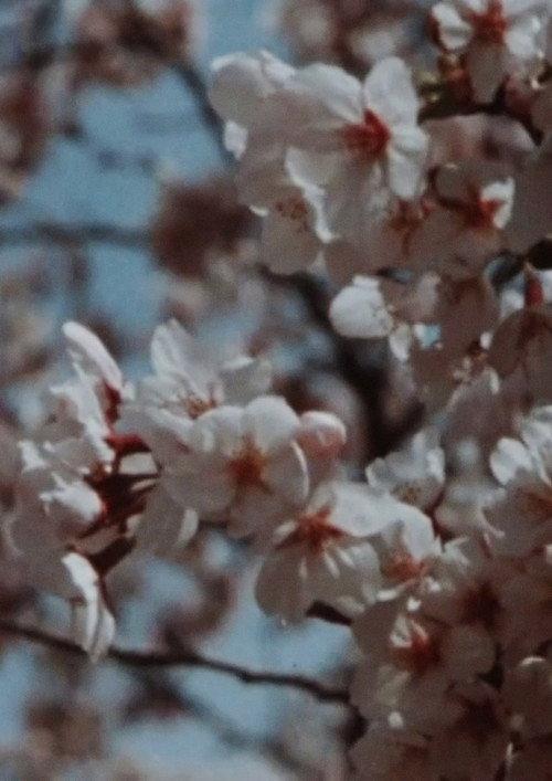 Sakura, Sakura 2014 official movie poster