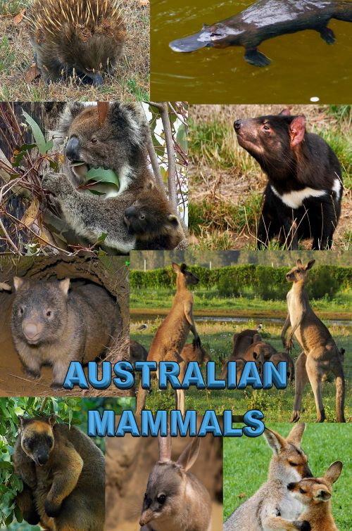 Australian Mammals 2021 official movie poster