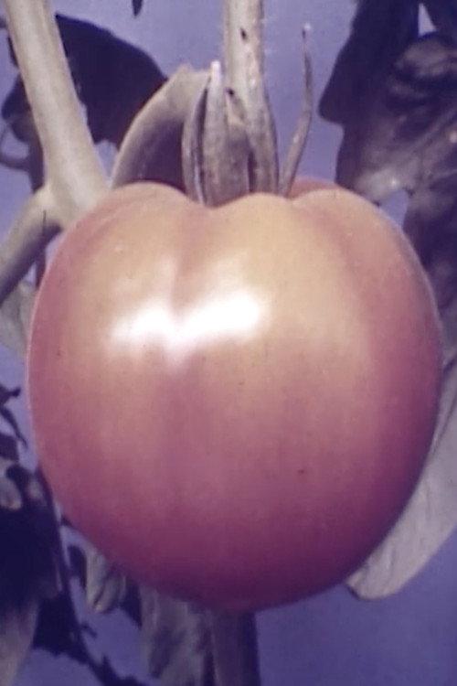 Tomatoe 1947 official movie poster