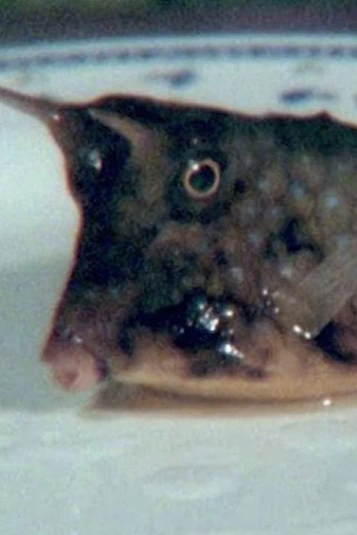 Cowfish 2011 official movie poster