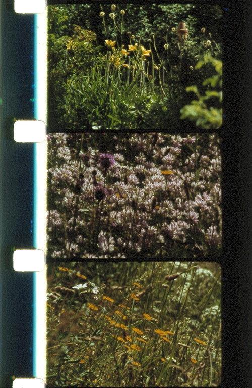 Bouquets 21-24 2001 official movie poster