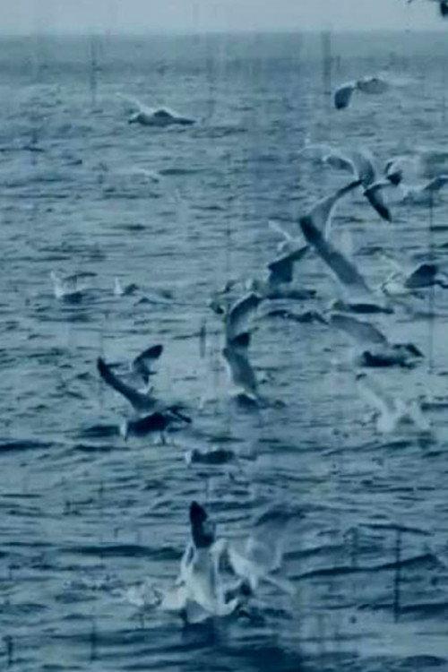 Feeding Seagulls off the Irish Coast 1899 official movie poster