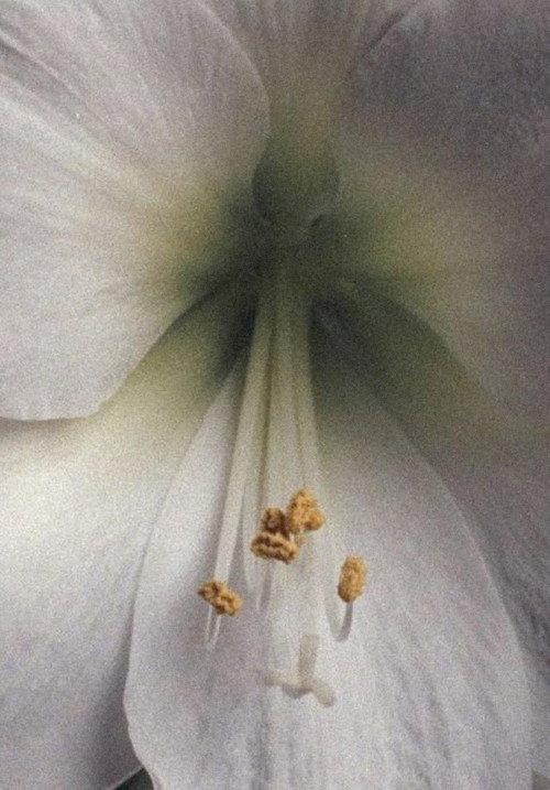 Amaryllis - A Study 2020 official movie poster
