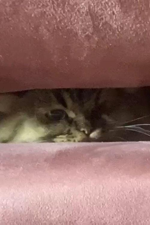 A Cat's Ascend To Claustrophobic Tranquility 2022 official movie poster