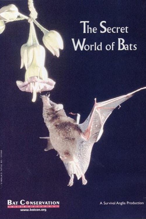 The Secret World Of Bats 1992 official movie poster