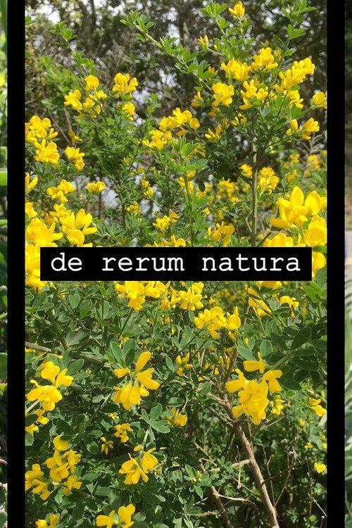 de rerum natura 2019 official movie poster