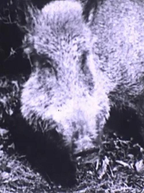 Boar Hunt 1904 official movie poster