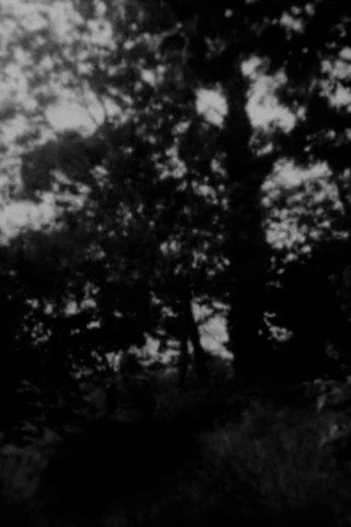 The Path, the Pines, the Pines, the Path 2021 official movie poster