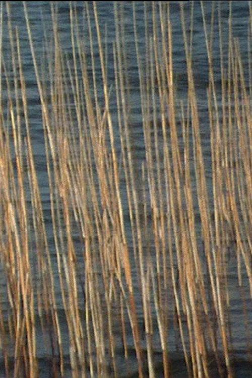 Bulrushes 2003 official movie poster