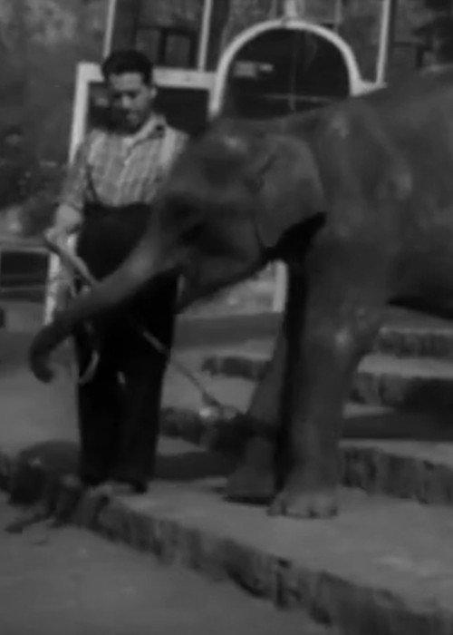 National Zoological Garden 1951 official movie poster